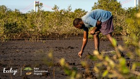 Ecologi Eden Reforestation Tree Planting Projects