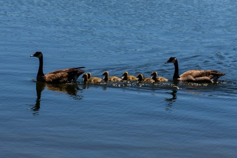 Ducks in a row